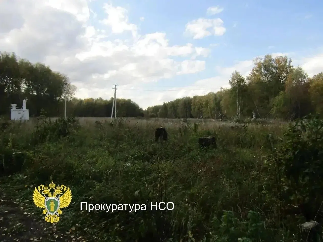 Зимой 2024 года на охраняемой территории возле села Федосиха незаконно вырубили 62 берёзы; ущерб оценили в более 1,6 млн рублей, суд назначил по 3 года условно.