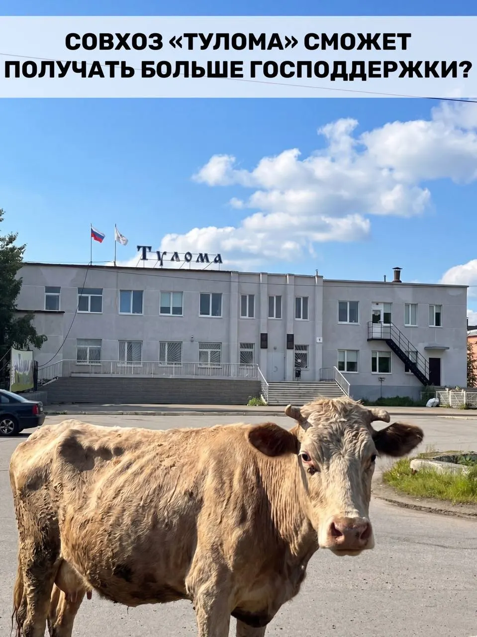 Правила получения федеральной поддержки для молочных предприятий изменили: теперь субсидии могут получать хозяйства с долей государства или муниципалитета свыше 25%. Для Мурманской области это важно, но в совхозе «Тулома» жалуются на критические проблемы и опасаются за поголовье.