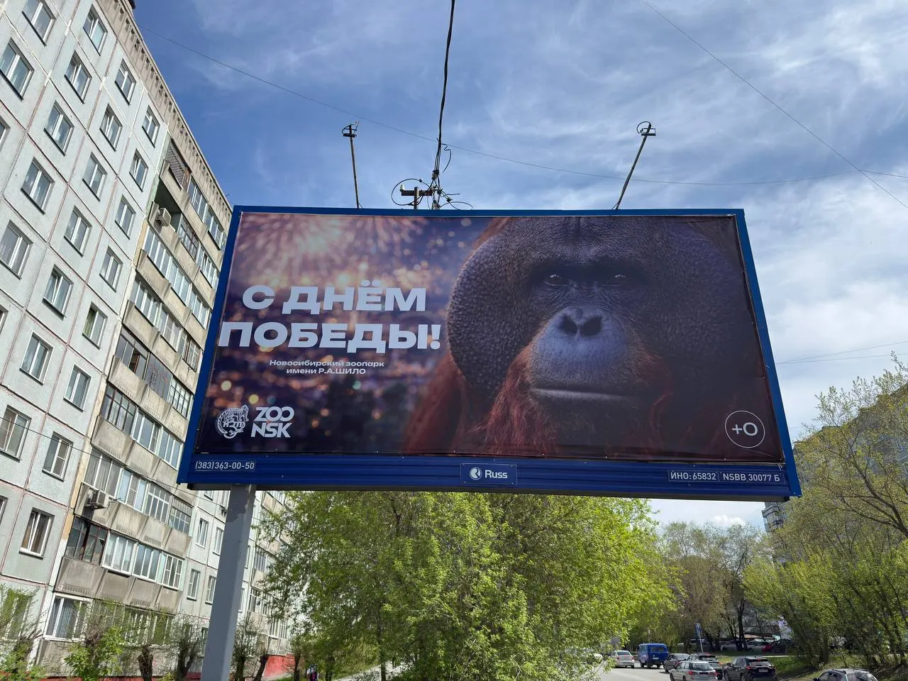 В Новосибирске убрали баннер с изображением орангутана, посвящённый 9 Мая. Мэрия заявила, что плакат заменён официальным макетом, директор зоопарка извинился, начаты проверки.
