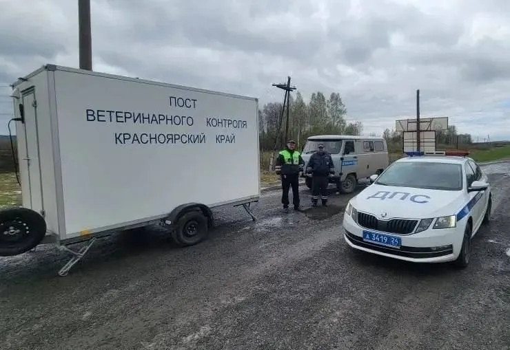 В Красноярском крае на трассе Р‑255 организовали круглосуточные проверки животных и продукции после массового забоя скота в Кемеровской области. В ряде округов ввели режим повышенной готовности.