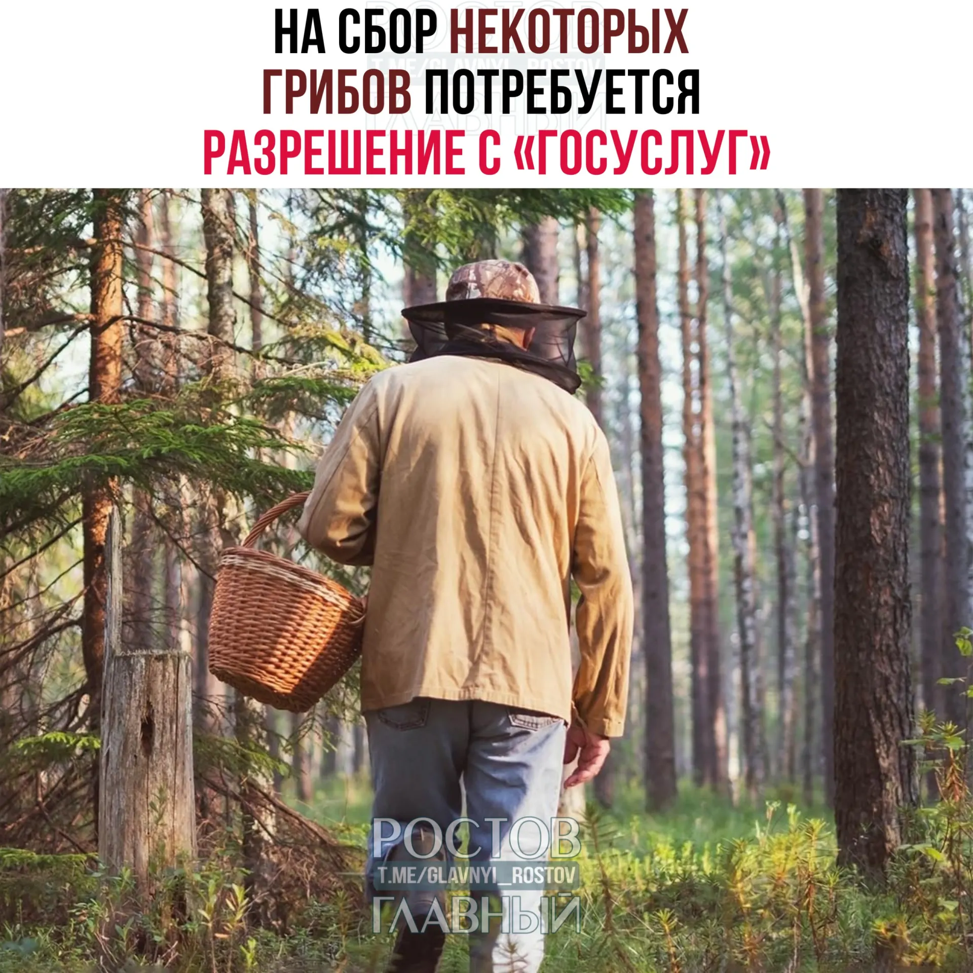 С 1 сентября 2027 года для посещения леса с целью сбора отдельных редких видов потребуется электронное разрешение; заявки будут рассматривать до 15 дней, а сбор краснокнижных грибов без разрешения грозит уголовной ответственностью.