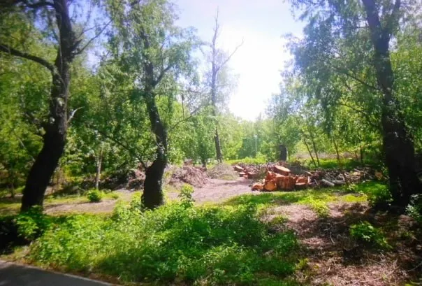 Жители сообщили о спиле молодых деревьев и кустарников в городском парке «Зелёный остров». В мэрии заявили, что парк передан частному концессионеру, и вопросы благоустройства находятся в ведении инвестора.