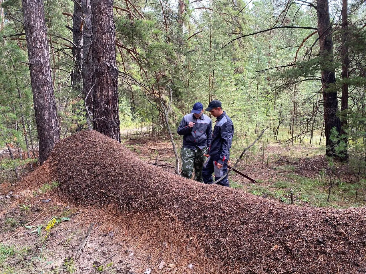 На границе Павловского и Топчихинского районов нашли вытянутый муравейник на упавшем дереве. Его высота достигает 105 см, а под землей гнездо уходит на 2–5 метров — насекомых предлагают внести в «Книгу рекордов России».