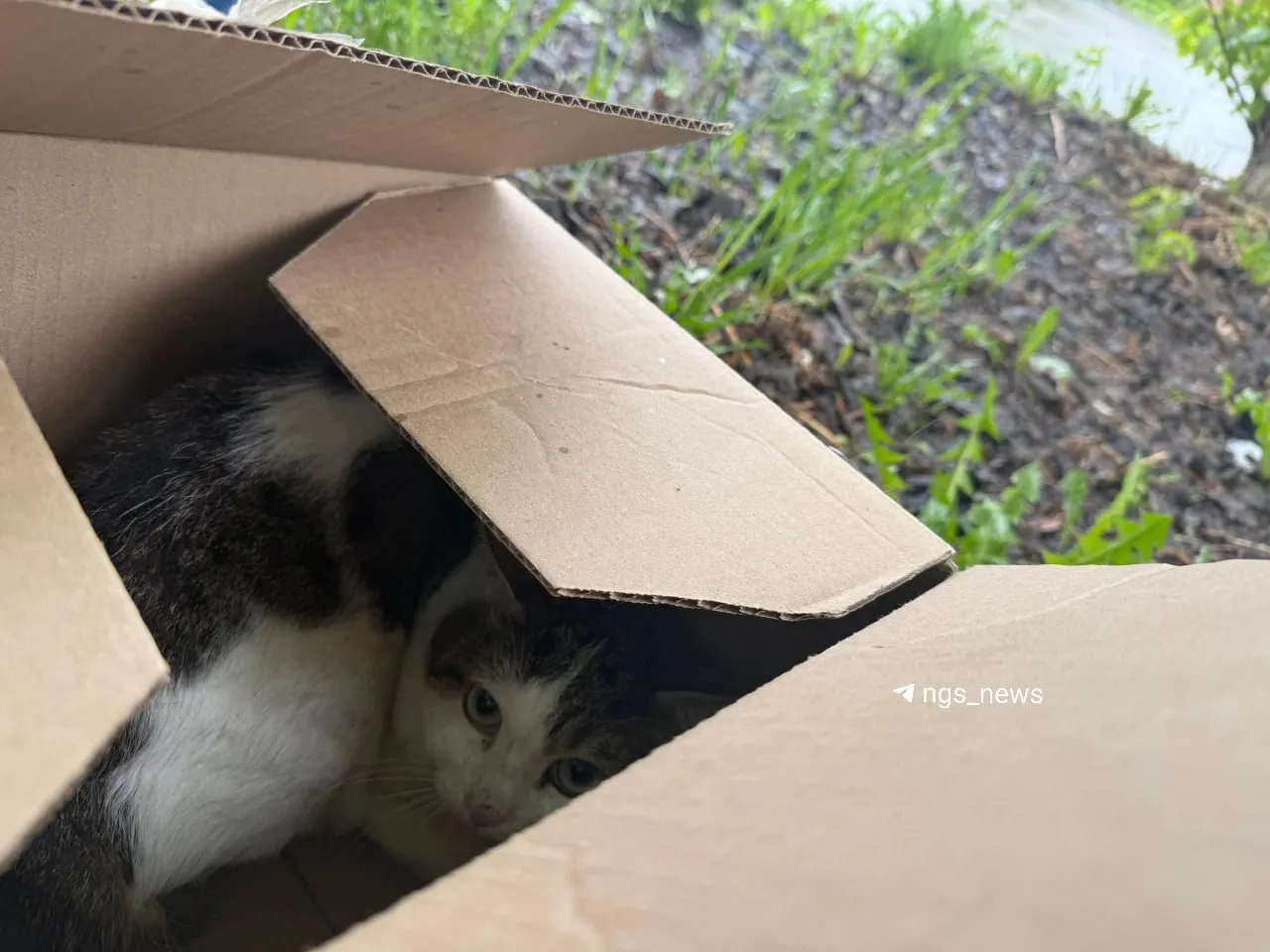 Ученики нашли у школы коробки с двумя взрослыми кошками. Приюты переполнены — дети и волонтёры ищут, кто сможет приютить животных.