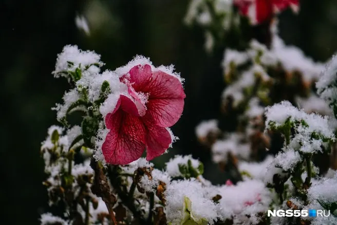 МЧС по Омской области предупреждает о заморозках в приземном слое до −5 °C ночами 17 и 18 мая. Дачникам советуют укрыть растения; при ЧС — звоните 101.