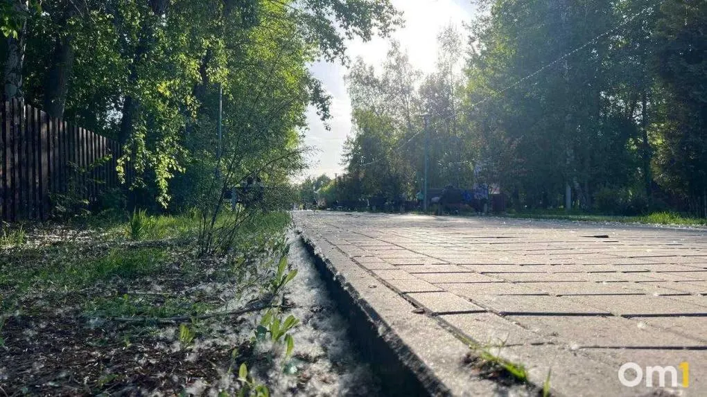 В Омске заметили раннее скопление тополиного пуха — аллергикам и родителям следует быть осторожнее: пух вызывает реакции и легко воспламеняется.