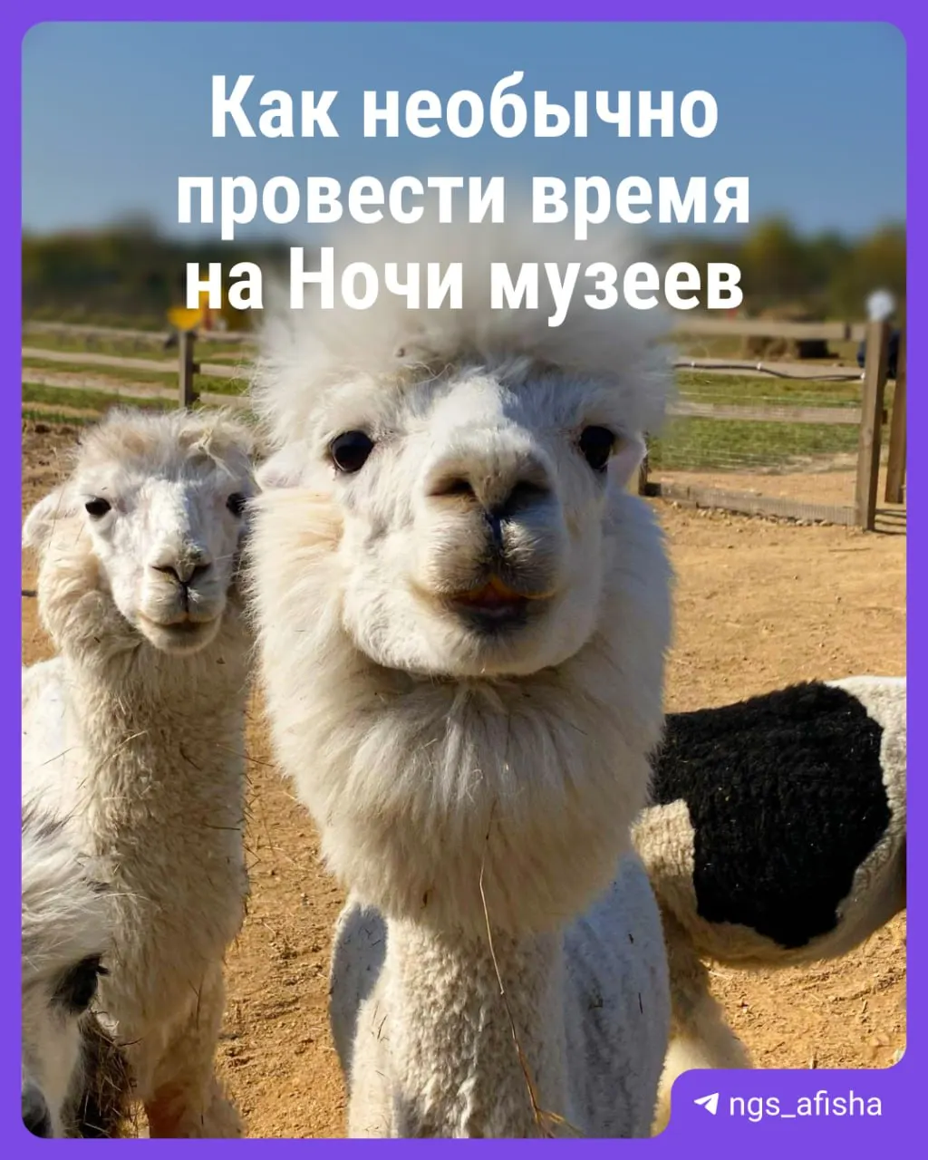 Подборка нестандартных событий на ближайшую Ночь музеев в Новосибирске: мастер-класс по прядению, ночная синагога, ужин с альпаками, музей вычислительной техники и мероприятие только для взрослых.