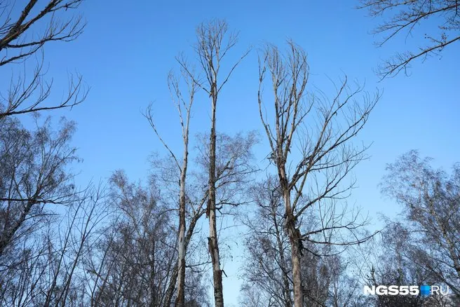 В мэрии заявили, что тополя у остановки были в плохом состоянии — ослаблена корневая система, повреждены стволы и побеги, к тому же деревья росли близко к линиям электропередачи. На месте планируют высадить новые саженцы.
