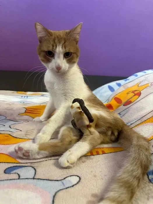 Кота подобрали на улице после падения — у него был открытый оскольчатый перелом. Волонтёры оплатили операцию и теперь ищут для Гагарина новый дом.