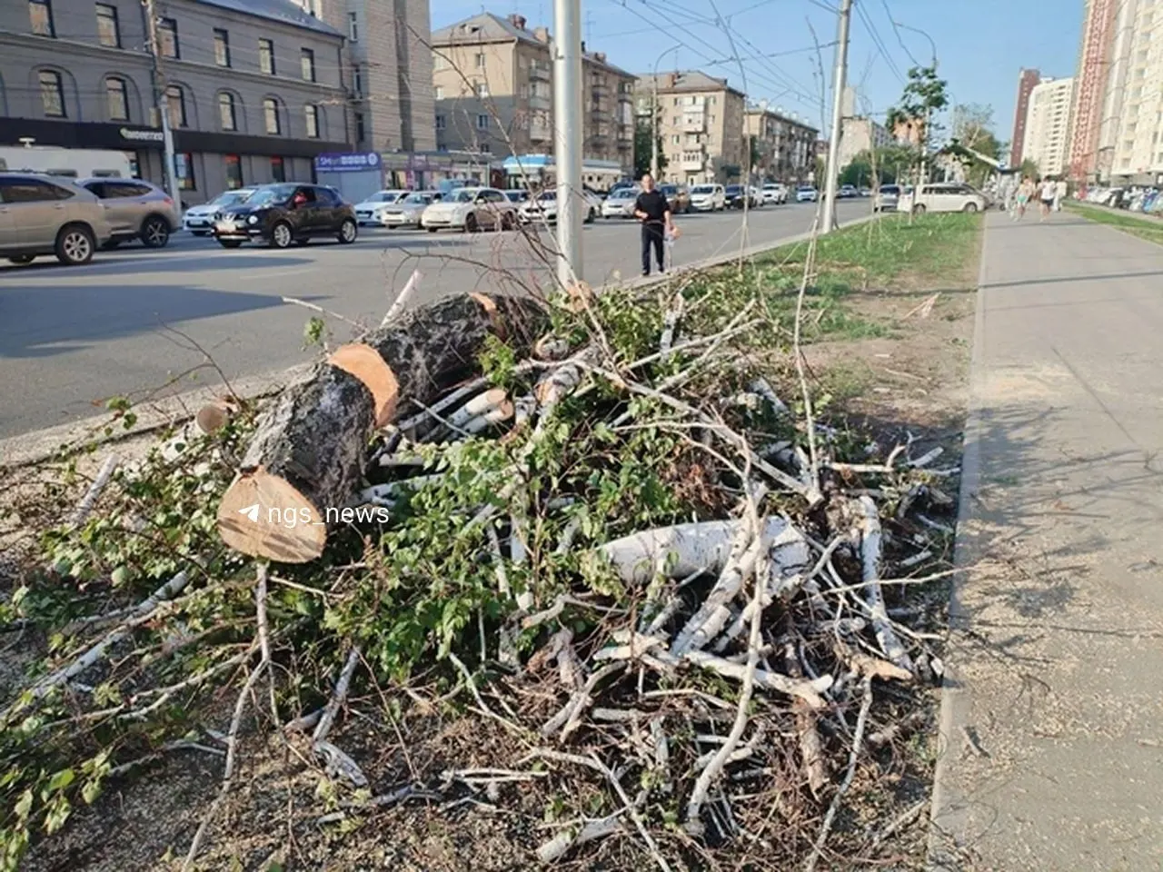 Мэрия подтвердила снос 134 и обрезку 30 аварийных деревьев. Жители жалуются, что вырубка затронула живые берёзы; посадки новых деревьев зависят от выделения целевого финансирования.