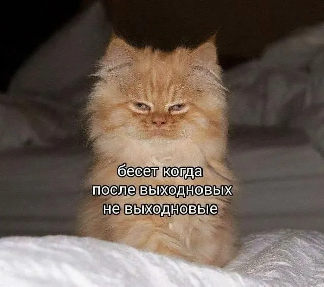 Первые летние выходные в Новосибирске будут насыщены фестивалями, концертами и семейными программами. Подборка главных мероприятий на 5–7 июня — все бесплатно или по доступным ценам.