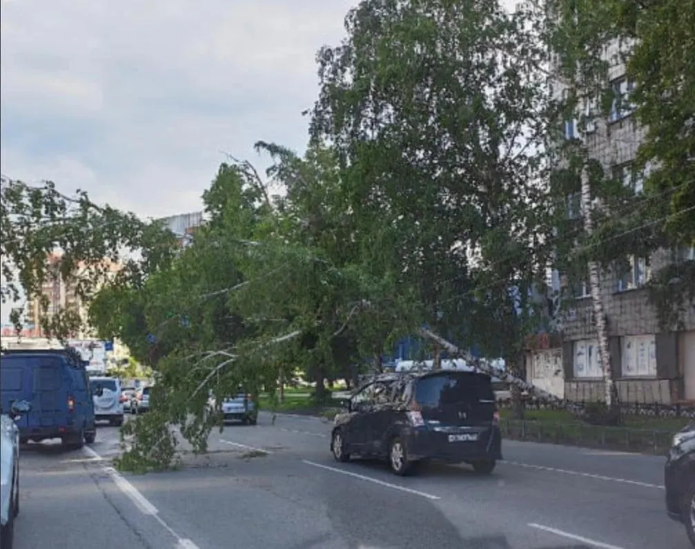 Дерево рухнуло на провода на улице Танковой, из‑за этого участок дороги частично перекрыт; на месте образовалась пробка почти 1 км.