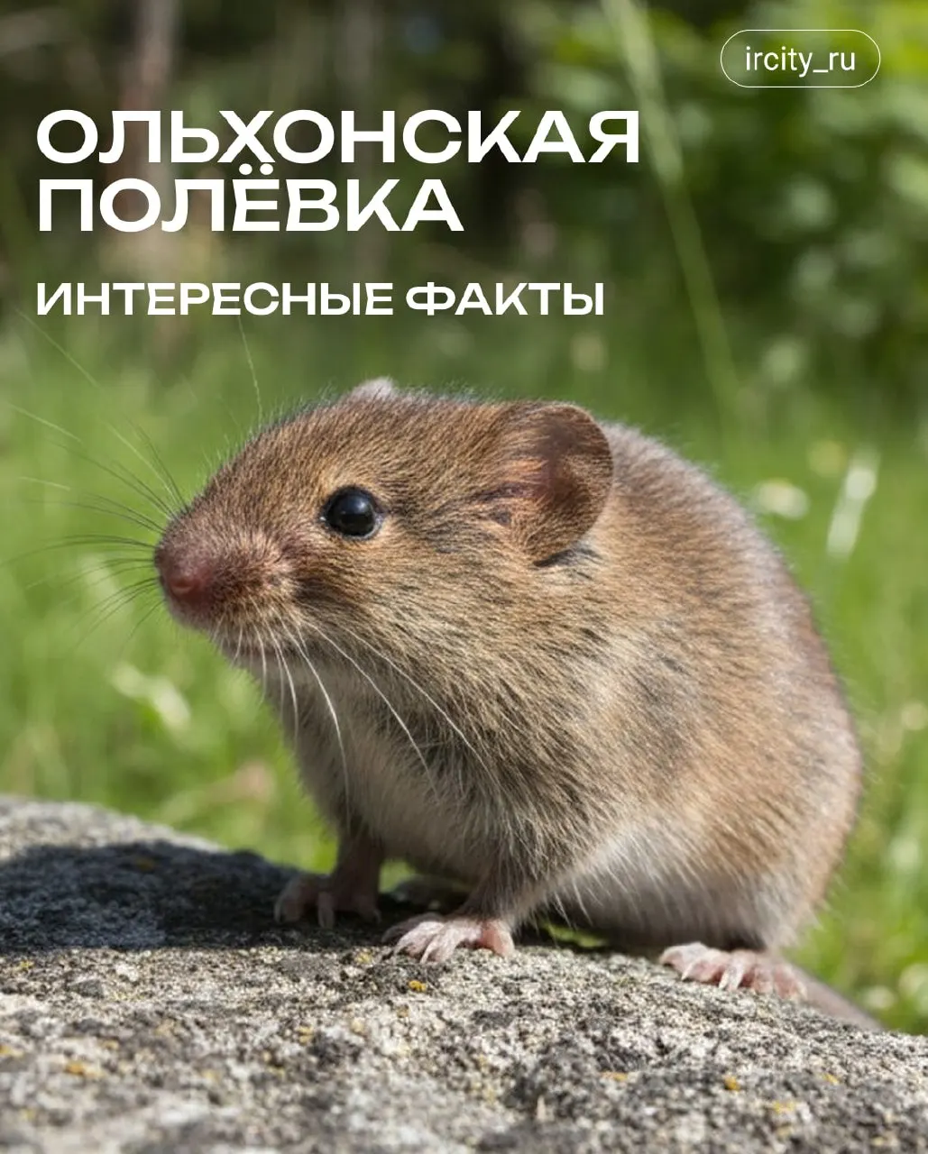 Мелкий эндемик Байкала, обитающий в щелях камней и нуждающийся в охране: как полёвка переживает суровые зимы и почему ей грозит опасность из‑за туризма.