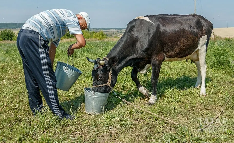 Число молочных предприятий и поголовье крупного рогатого скота сокращаются, закупочные цены падают, а рентабельность бизнеса резко снизилась — особенно остро ситуация в Сибири и ряде регионов.