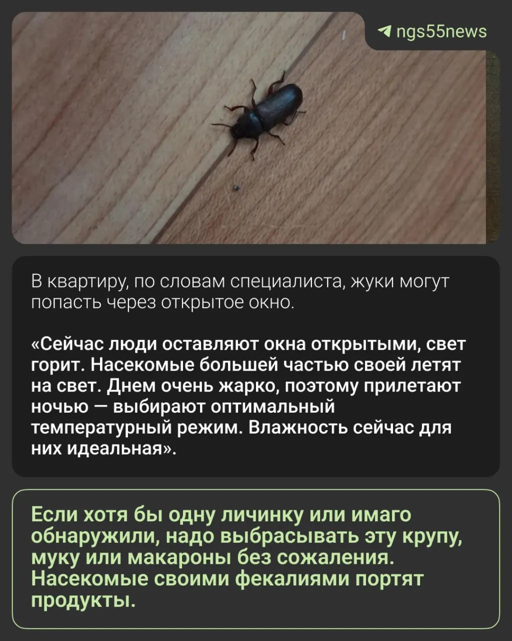 Жители Омской области обнаружили в кухнях тёмных жуков, которые питаются крупами и мукой. Эксперт назвал вероятный вид насекомых и рассказал, какие меры помогут избавиться от них.
