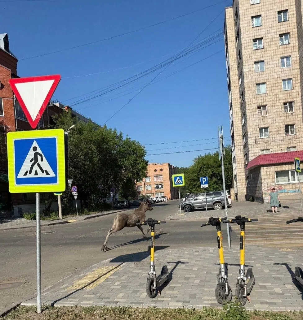 В центральной части Томска заметили молодых лосей: они щипали листву у дороги, отдохнули в кустах у Лагерного сада, затем пробежали по Советской и Нахимова. Животных вернули в естественную среду.