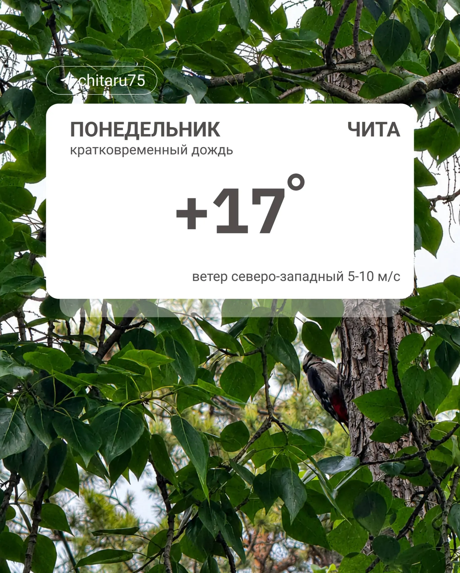Ночная температура в Чите держалась на уровне +7…+9 °C, по краю — до +12 °C. Днём ожидаются +13…+18 °C, в Каларском районе местами до +28 °C.