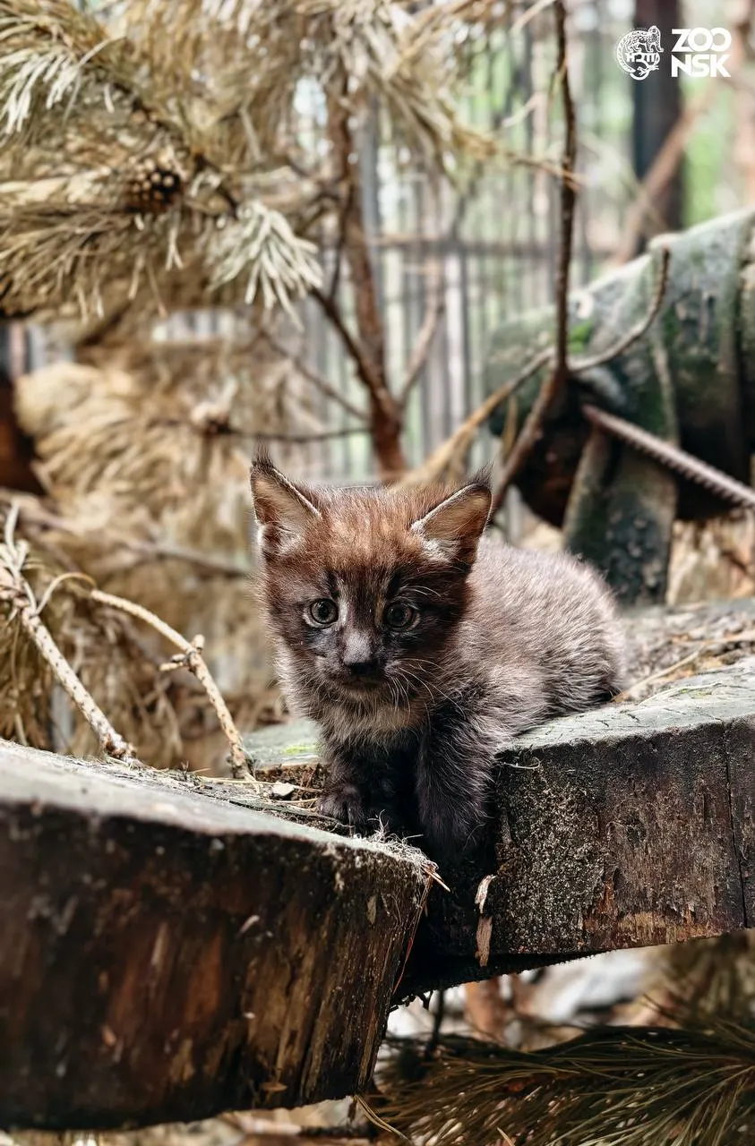 В вольере зоопарка появились котята камышового кота разных окрасов. Зоологи отмечают их активность и постепенно переводят малышей на взрослый рацион.