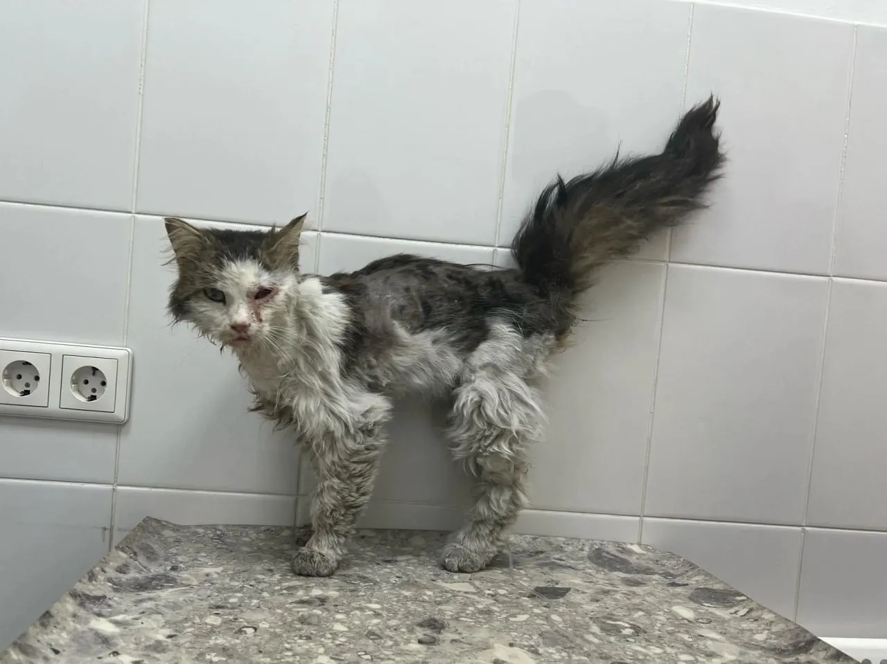 Кота нашли на обочине возле ОбьГЭС с сильным обезвоживанием и серьёзными травмами. Его прооперировали, удалили повреждённый глаз — питомцу нужны уход и новый дом.