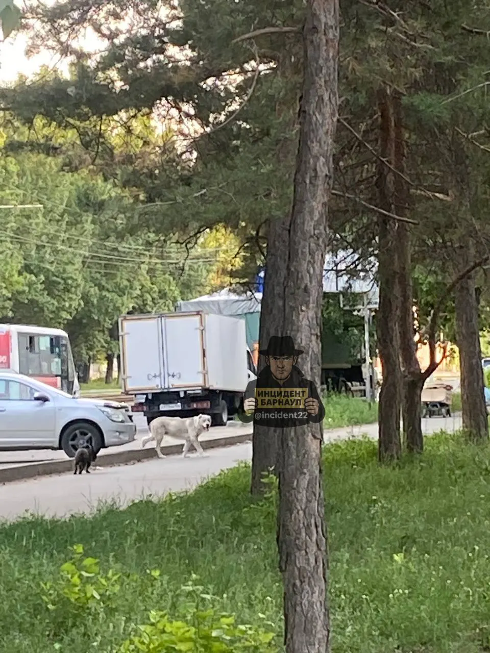 В Железнодорожном районе Барнаула крупная собака породы алабай напала на той-терьера возле дома №171; прохожие не смогли спасти маленькую собаку, жители просят обратить внимание служб.