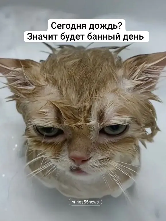 Жители Омска жалуются на частые отключения горячей воды — аварии на теплоузлах и переносы ремонтов оставляют дома без горячей воды на дни, а коммунальные сроки работ вызывают возмущение.