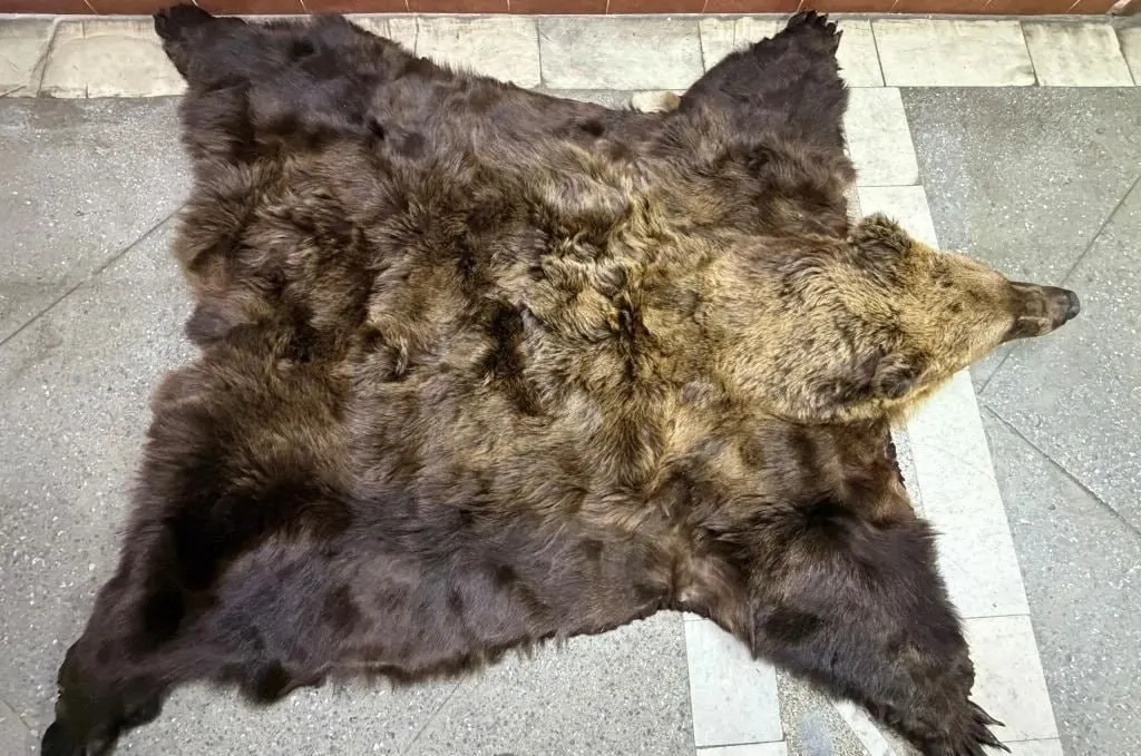На пограничном пункте Павловка при проверке автомобиля, направлявшегося в Казахстан, обнаружили шкуру бурого медведя весом 14 кг. У водителя не было сертификата СИТЕС; в отношении него возбуждено административное дело.