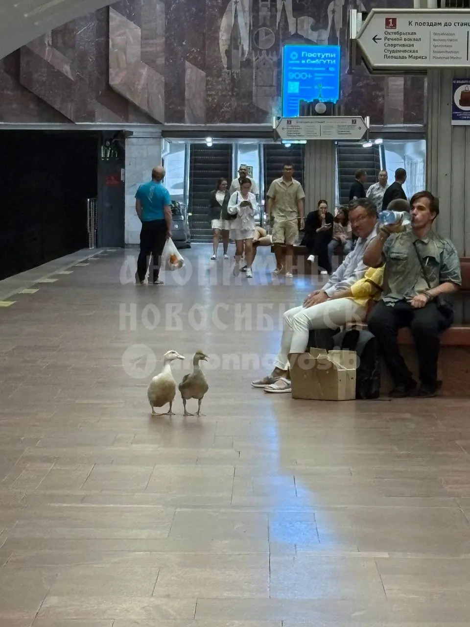 На станции метро «Площадь Ленина» в Новосибирске пассажиры заметили необычных попутчиков — несколько уток в вагоне. Очевидцы сняли кадры с пернатыми.