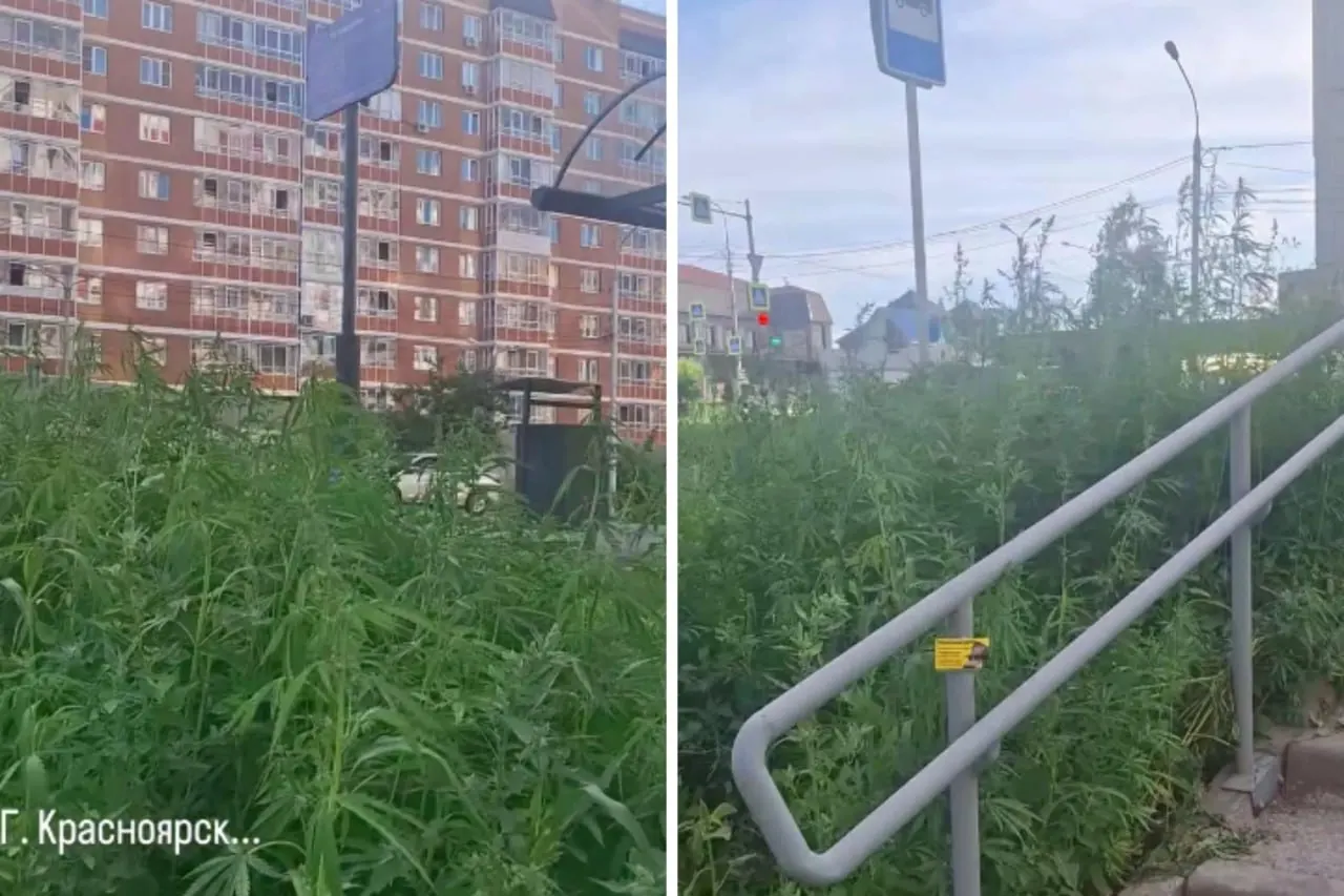 Жительница Красноярска заметила множество кустов конопли на подстриженной лужайке. В администрации приняли заявку — растения оформят и утилизируют с участием полиции и подрядчика.