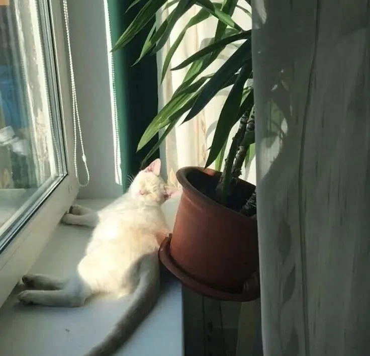 Днём ожидается резкая жара до +35°C и отсутствие осадков. Уже завтра синоптики прогнозируют дождь с грозой — советуем оставаться в прохладных помещениях.