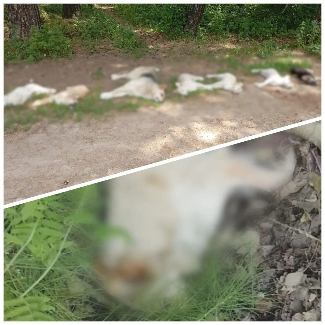 В одном из садовых товариществ Иркутской области обнаружили восемь погибших собак: на мордах были следы пены, видимых травм нет. Полиция проводит проверку, прокуратура контролирует ход расследования.
