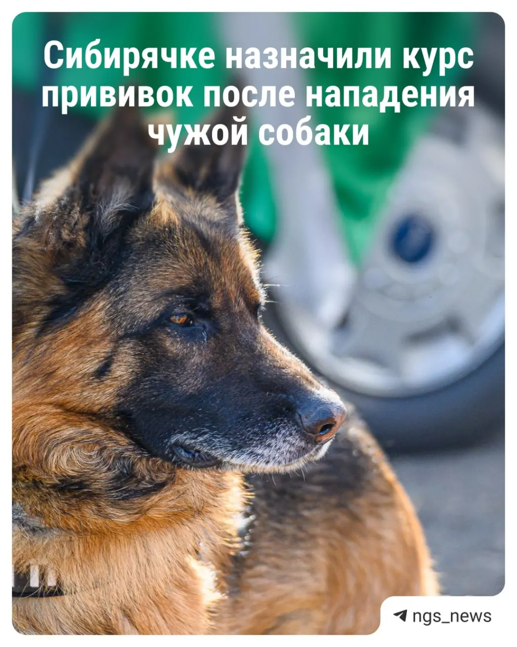 В&nbsp;Новосибирске овчарка напала на&nbsp;женщину в&nbsp;подъезде&nbsp;— животное было непривито