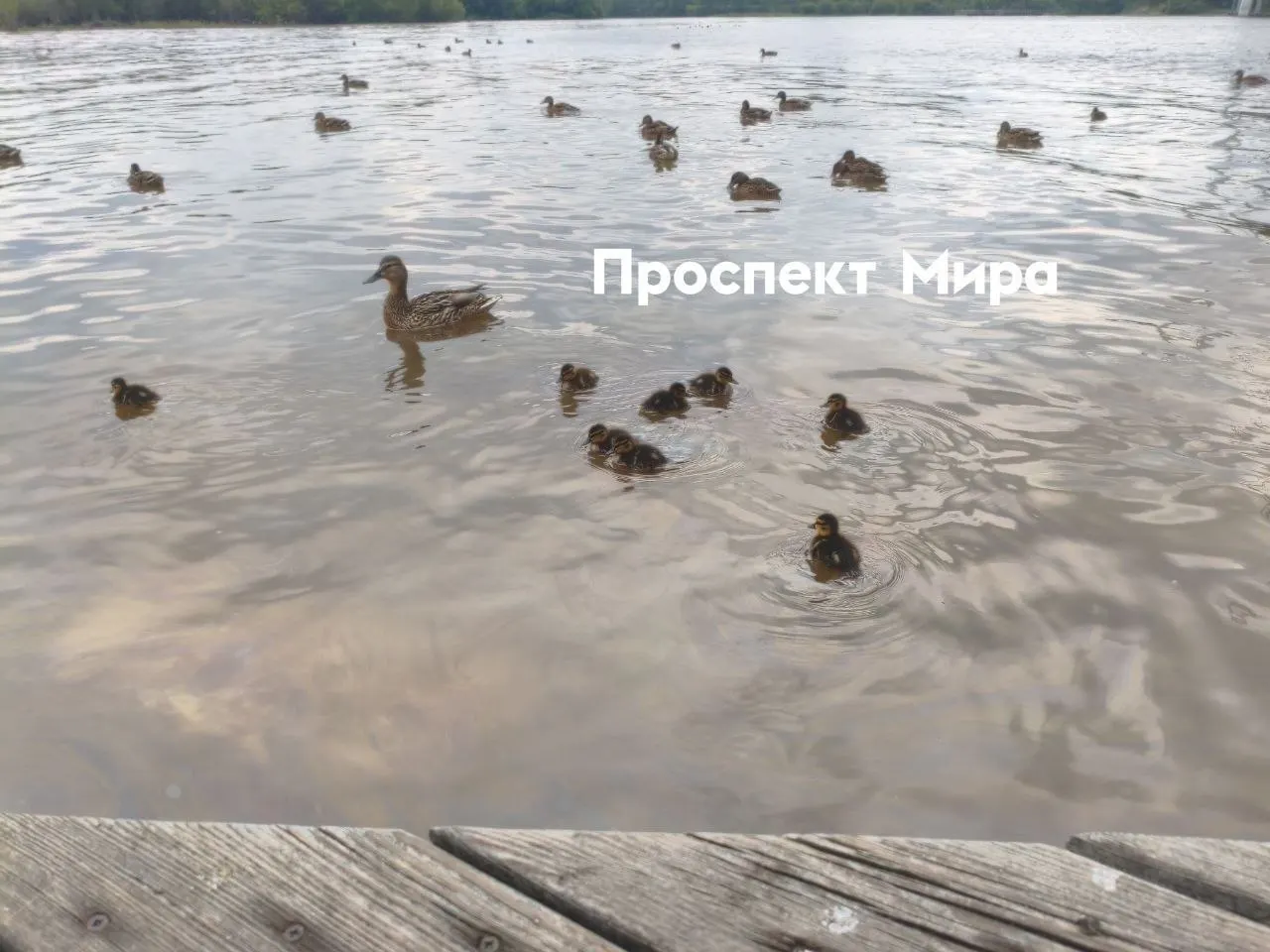 На поверхности Енисея в районе вантового моста обнаружили радужные разводы бензина — среди них плавают утята. Источник загрязнения пока не установлен.
