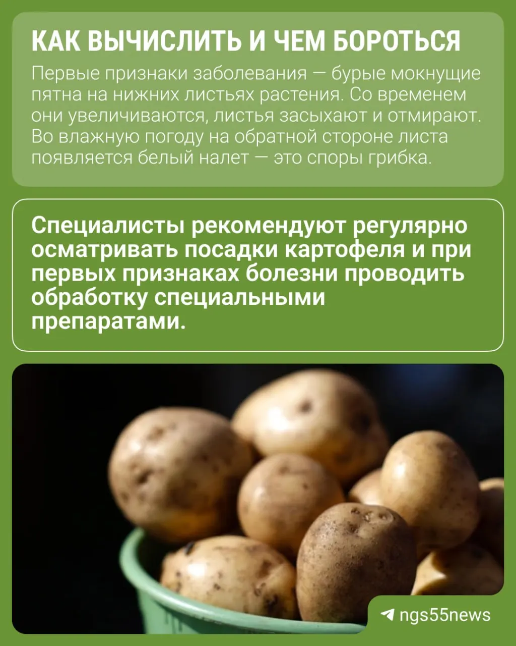 Из‑за дождей и жары в регионе распространяется фитофтороз — грибковое заболевание, которое может сократить урожай картофеля до 70% и более. Специалисты советуют своевременно выявлять признаки и принимать защитные меры.