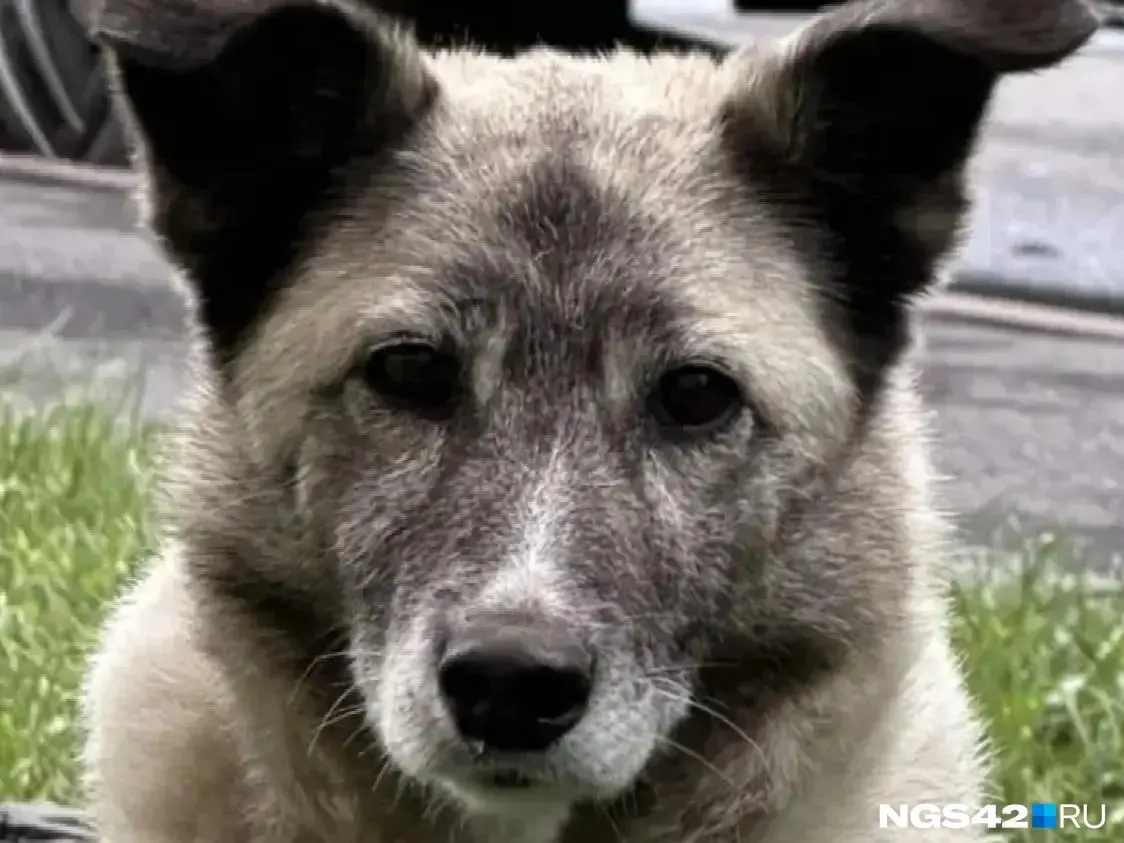 Пса, который несколько дней провёл на парковке рядом с жилым комплексом «Восточный», удалось забрать в приют. Местные жители рассказали, что зверь был пойман.