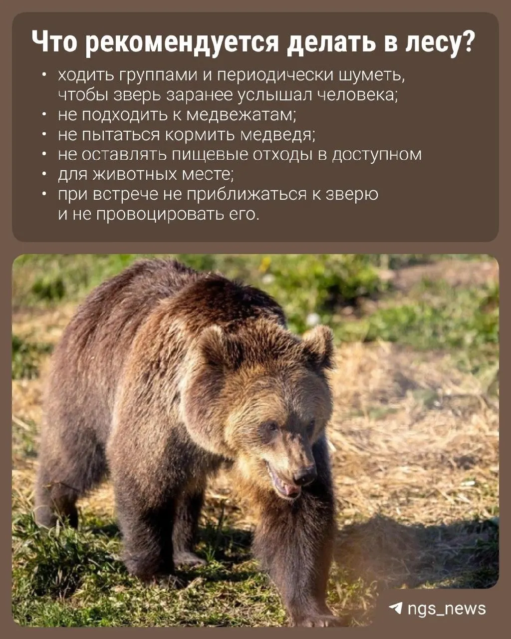 Из-за пожаров в соседних регионах медведи выходят из привычных мест и подходят ближе к селам Колыванского района. Власти регулируют численность животных.