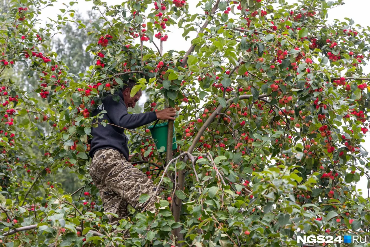Начался сезон сбора урожая в Татышев-парке: горожане приходят с пакетами и ведрами — кто-то берет яблоки на варенье и компоты, кто-то делает запас на зиму.