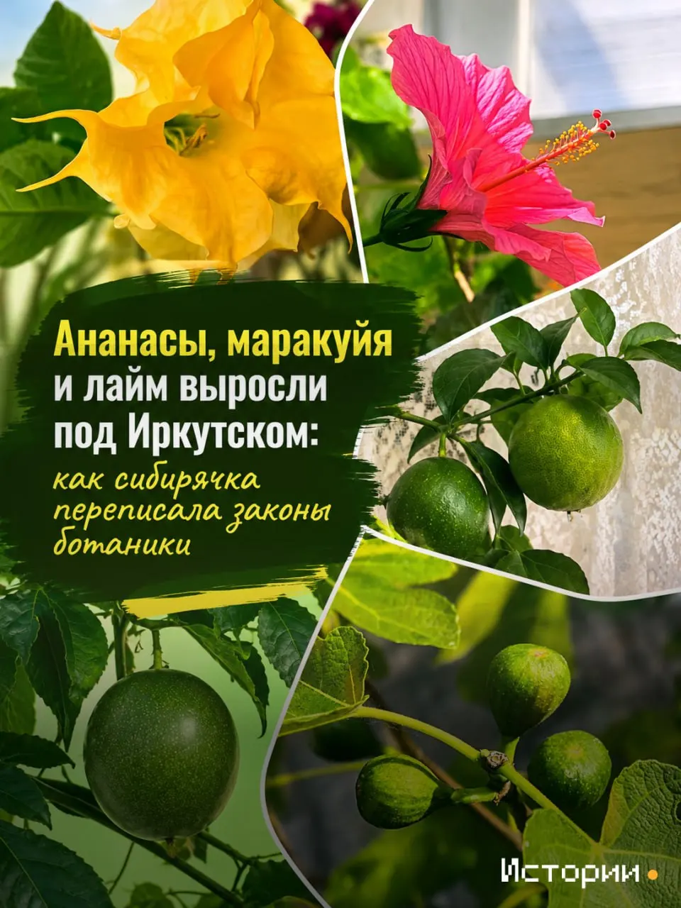 История иркутянки о выращивании тропических культур в суровом климате региона и какие культуры действительно приживаются.