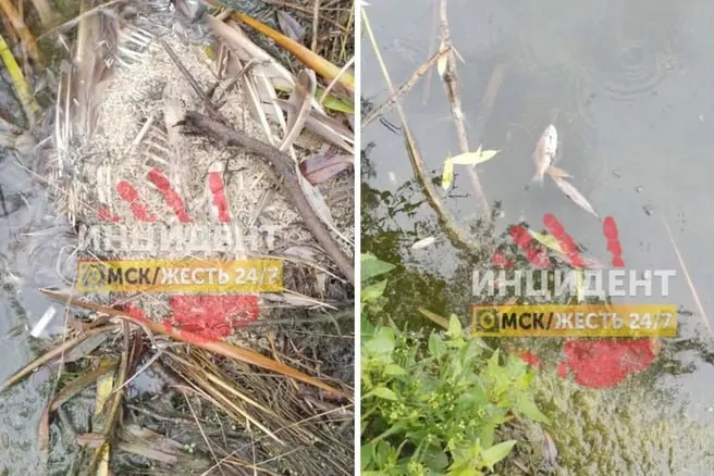 В омском озере Кирпичка обнаружены погибшие утки и рыба; вода покрылась маслянистой плёнкой и имеет резкий запах. Власти обещают комментарий после подачи официального запроса.