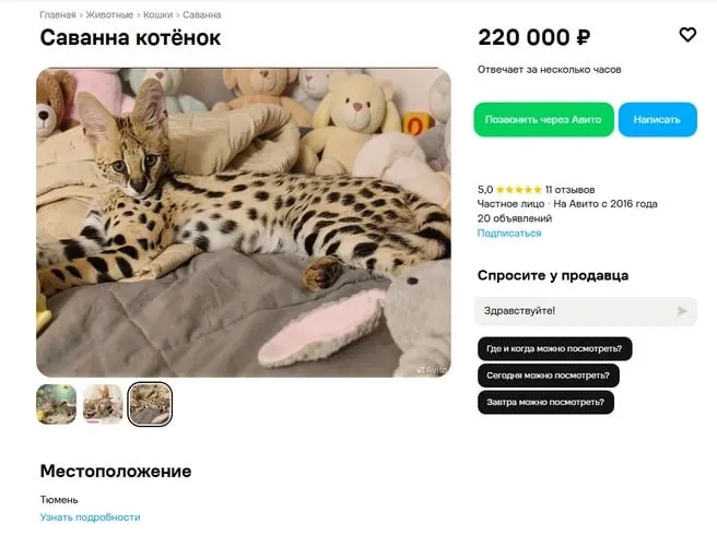 Питомец обойдётся в 220 тысяч рублей; порода напоминает мини-гепарда, но характер дружелюбный.