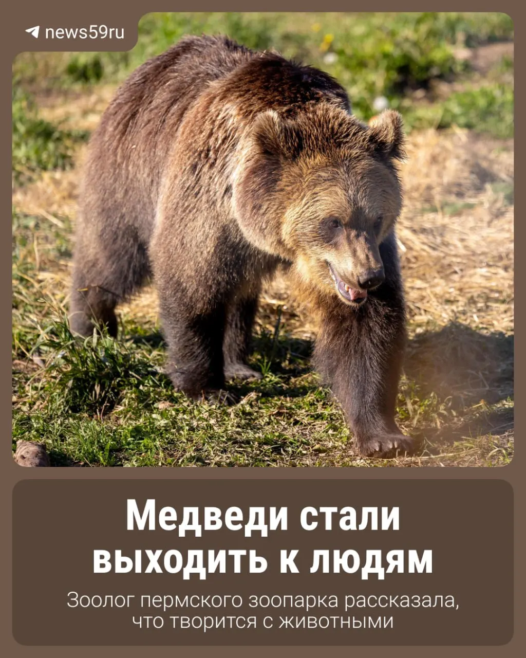 После нападения медведя на палатку туристов в Алтайском крае эксперты отмечают повышение контактов бурых медведей с людьми по всей стране. Разбираемся в причинах.