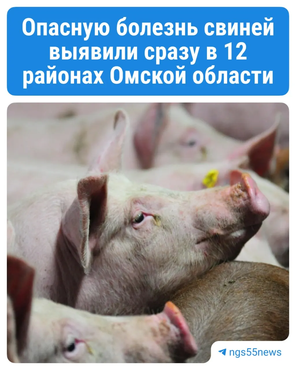В нескольких районах региона выявлена инфекция у домашних свиней и диких кабанов; введён карантин на 30 дней; владельцам обещаны компенсации по рыночной стоимости поголовья.