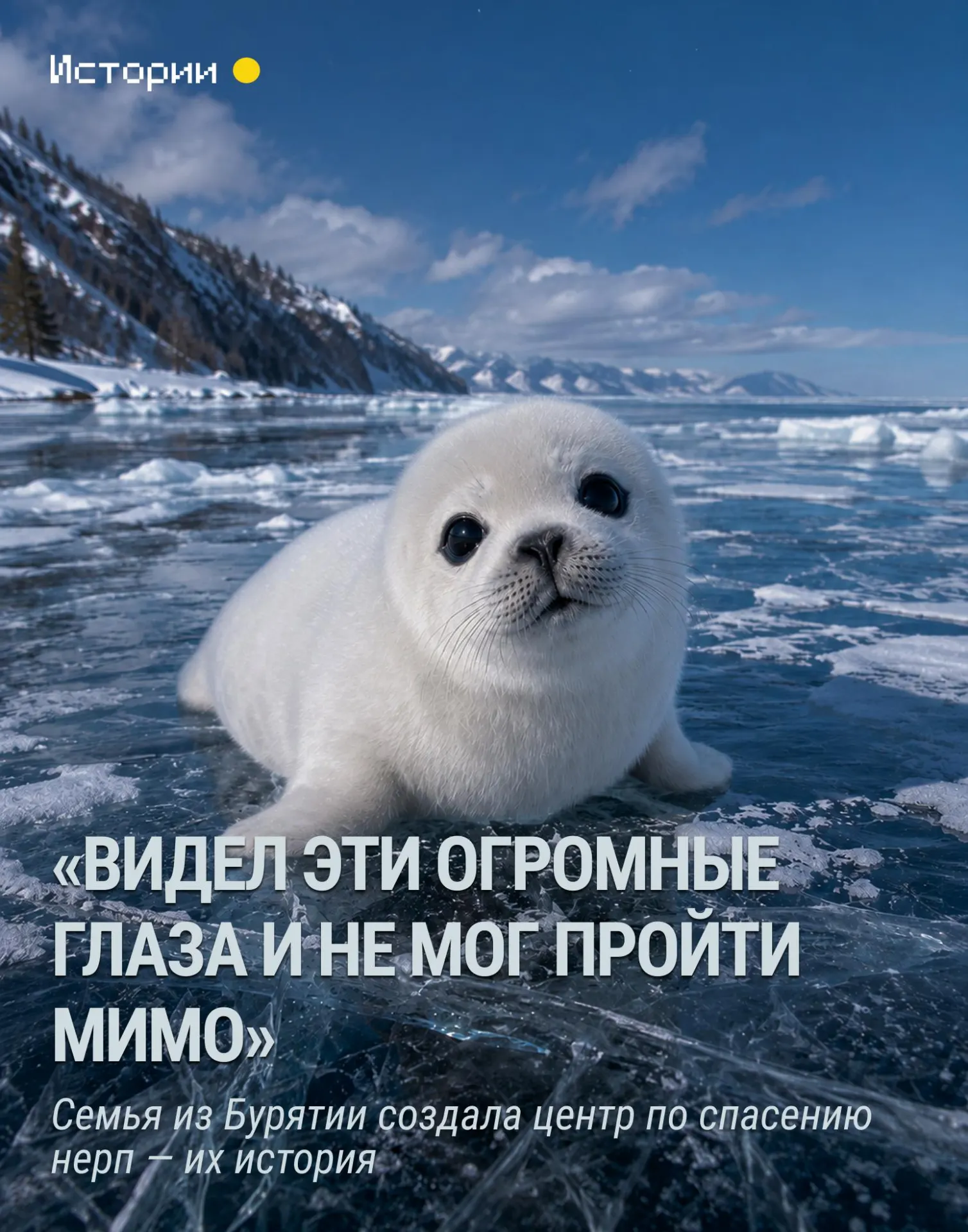 Супруги Денис и Оксана Сенотрусовы основали центр спасения после встречи с беспомощной нерпой на льду Байкала; за годы работы они спасли более десяти нерпят и выпустили часть обратно в дикую природу.