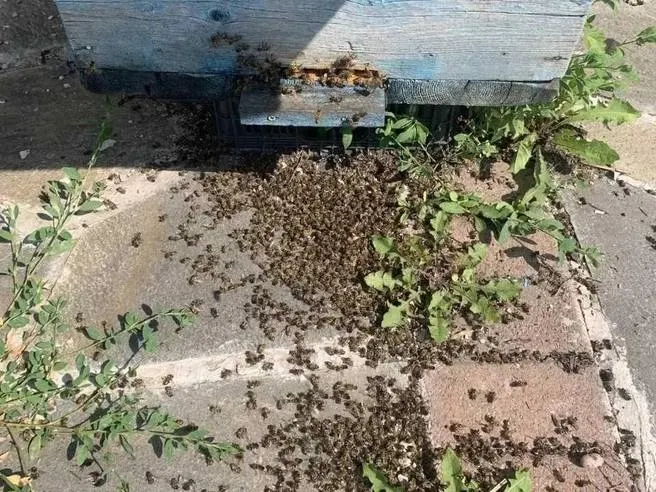 Расследование Россельхознадзора показало, что пчеловоды Аргаяшского округа Челябинской области столкнулись с массовой гибелью пчел после обработки полей ядовитыми химикатами; аграрии не уведомляли пасечников о будущих обработках.