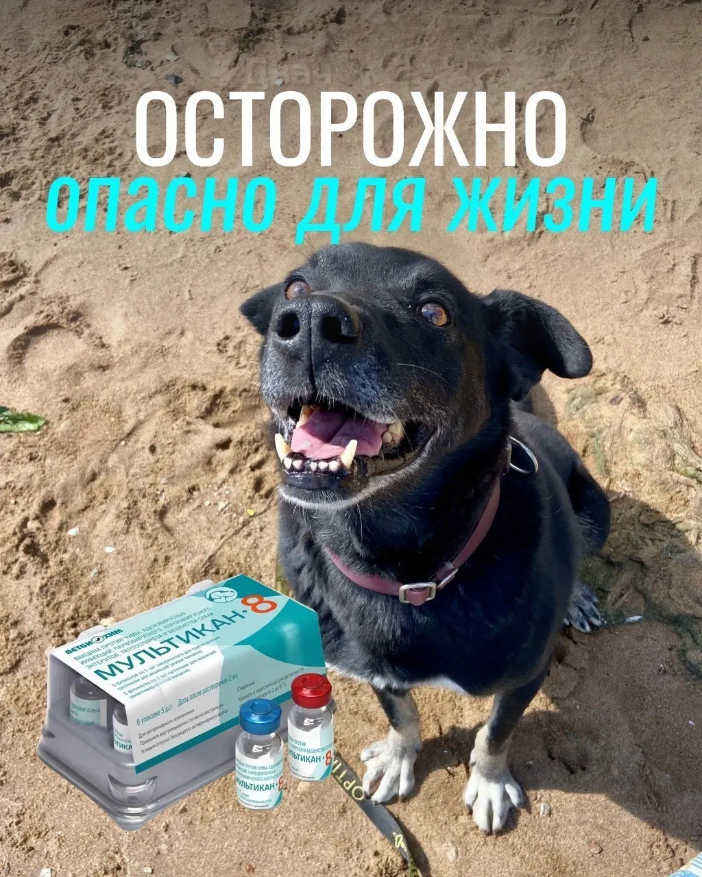 После прививок у собак наблюдались судороги, кровавая рвота, тяжёлая диарея и лихорадка; на данный момент подтверждений причинной связи с вакциной не установлено.