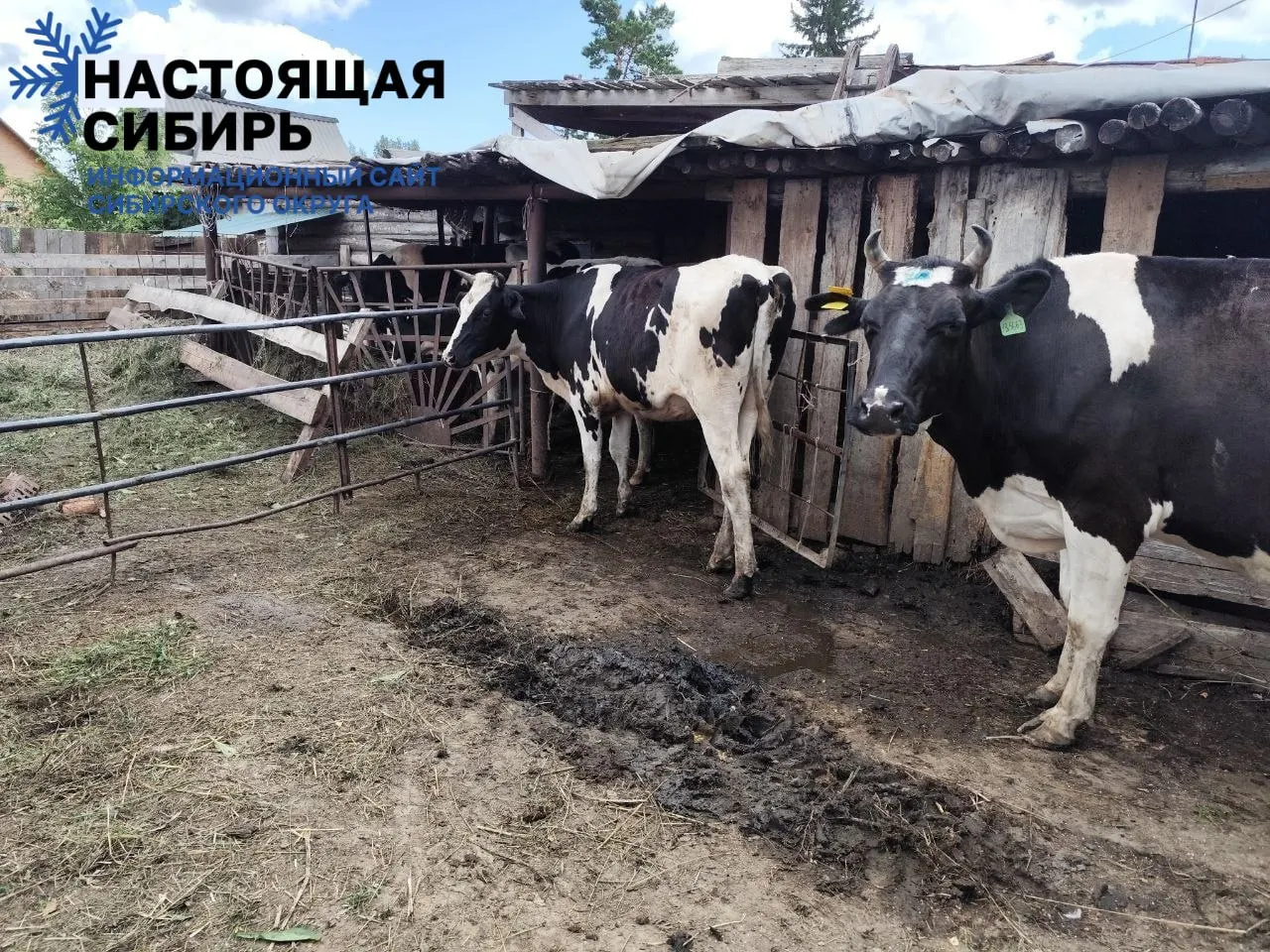 Правительство региона заключило соглашение с фондом Святой Елены, который оплачивает покупку 10 голов КРС каждому участнику; первая партия уже доставлена в хозяйства, дальнейшее распределение дорабатывается.