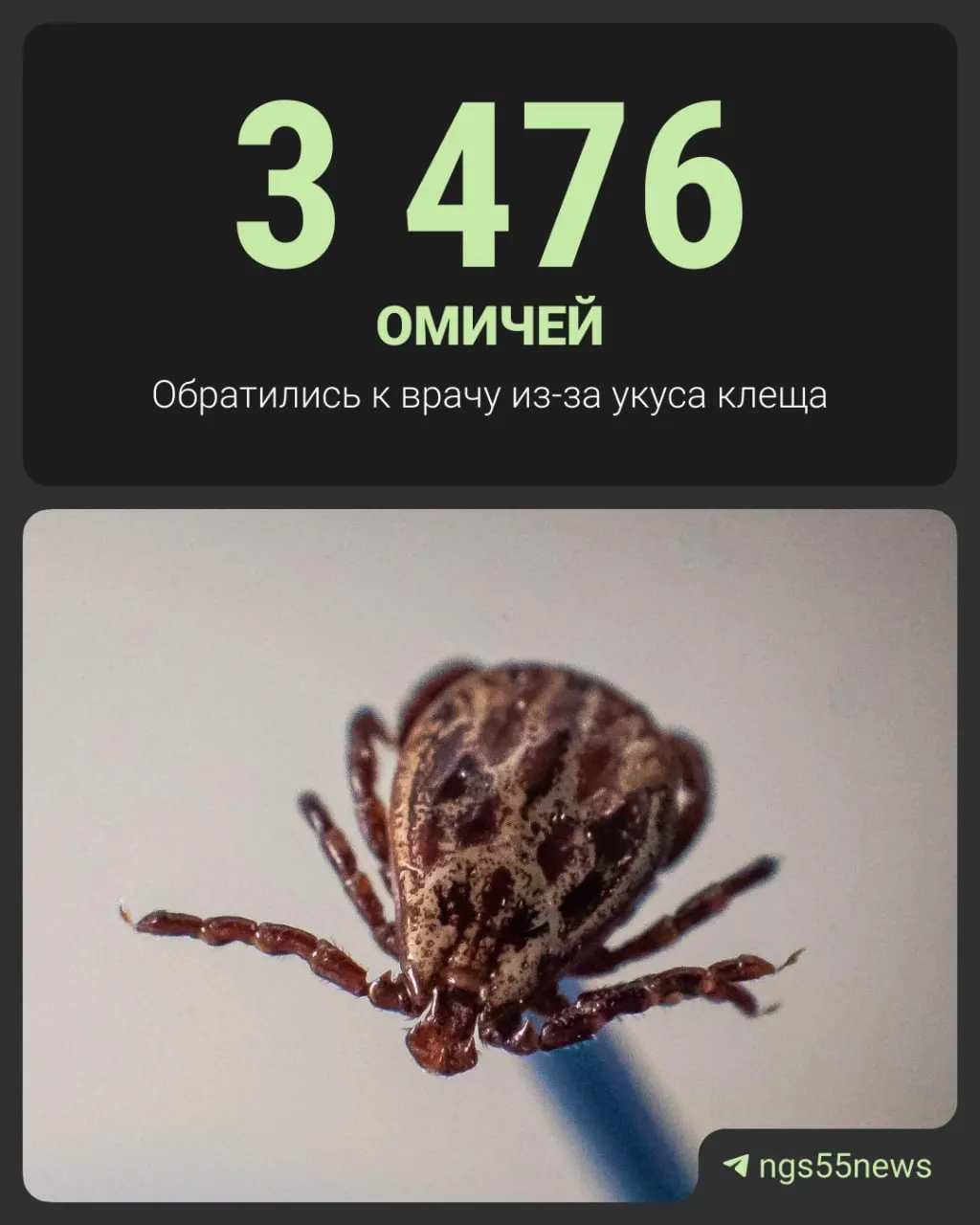 Свыше трех тысяч жителей Омска и области пострадали от укусов клещей, среди них 1126 детей.