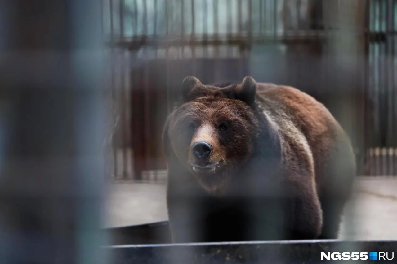 В регионе зафиксировано увеличение встреч медведей возле населённых пунктов; власти запускают охотничьи бригады и компенсируют связанные расходы.