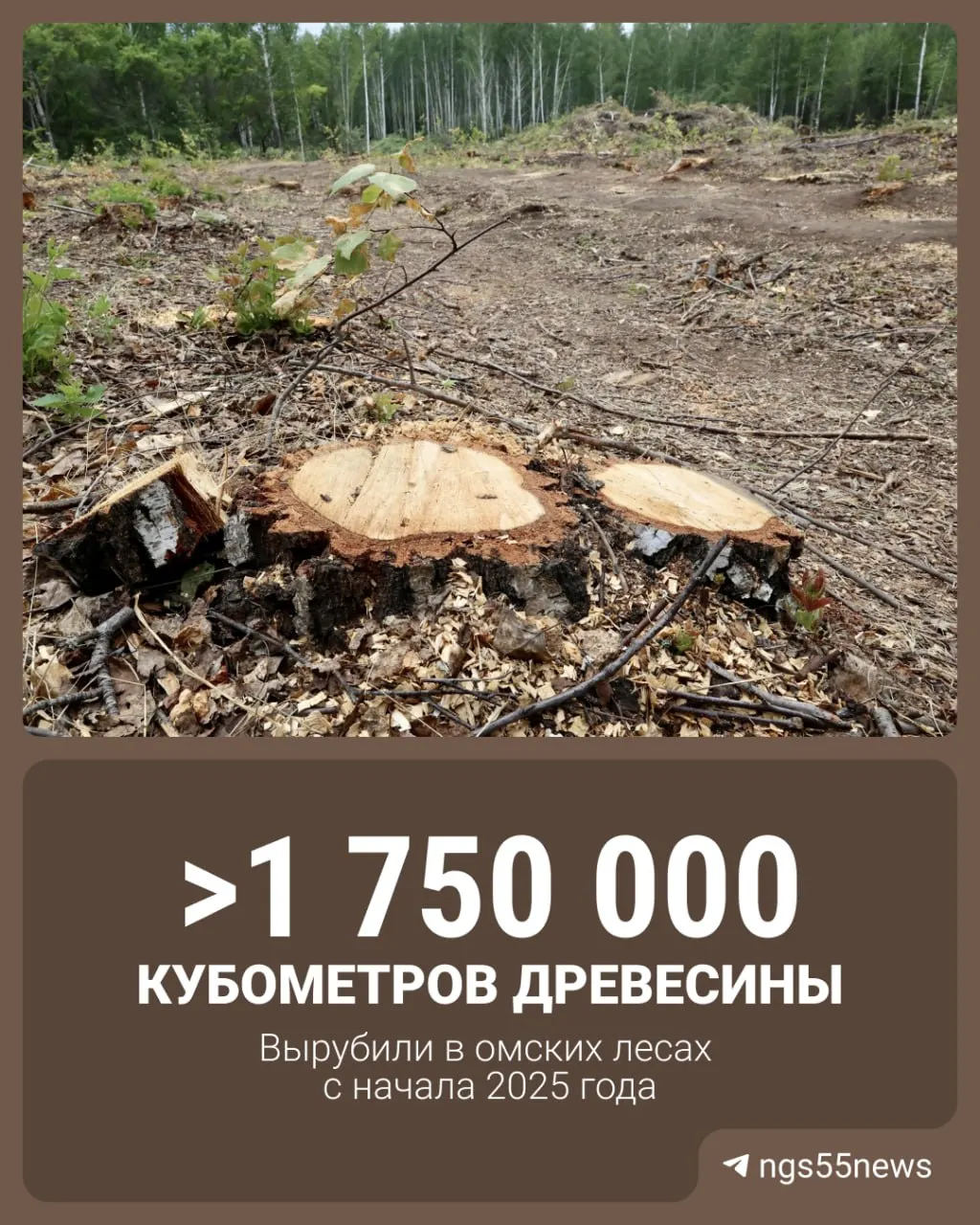 За последние полтора года масштабы заготовки древесины в Омской области выросли, лидируют Муромцевский, Тарский и Седельниковский районы.