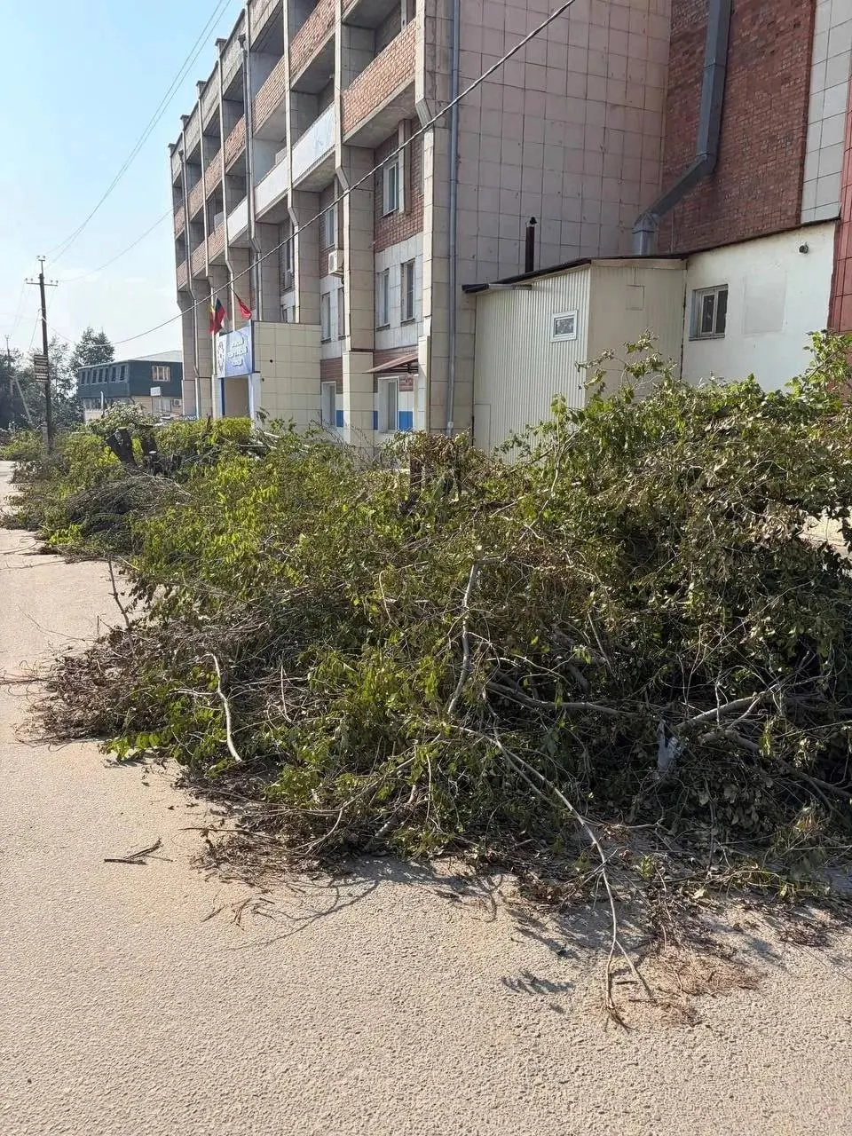 Рощу возле педколледжа на Красной Звезды, 51а, спилили до пней, рядом появились провода. В администрацию города направлены вопросы о причинах спила и планах высадки новых деревьев; ответ пока не опубликован.
