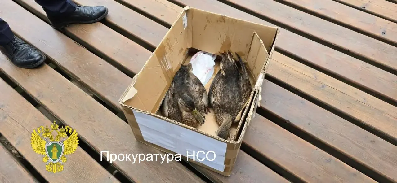 Прокуратура Новосибирской области инициирует проверку по факту гибели уток на территории парка Каменка. Птицы направлены на экспертизу, по итогам будут приняты меры.